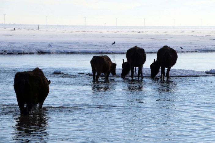 Mandalar, eksi 10 derece soğukta, göl tabanındaki yosunlarla besleniyor -7