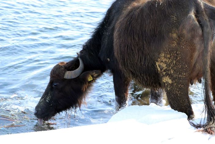 Mandalar, eksi 10 derece soğukta, göl tabanındaki yosunlarla besleniyor -9