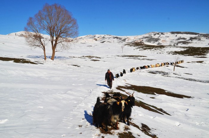 Muş'ta, koyunların zorlu kar yolculuğu -8