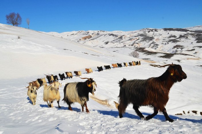 Muş'ta, koyunların zorlu kar yolculuğu -10
