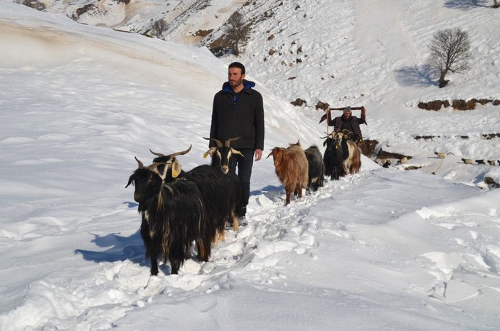 Muş'ta, koyunların zorlu kar yolculuğu -7