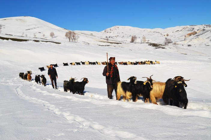 Muş'ta, koyunların zorlu kar yolculuğu -1