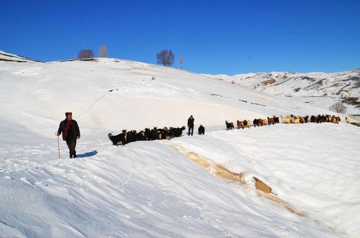Muş'ta, koyunların zorlu kar yolculuğu -3