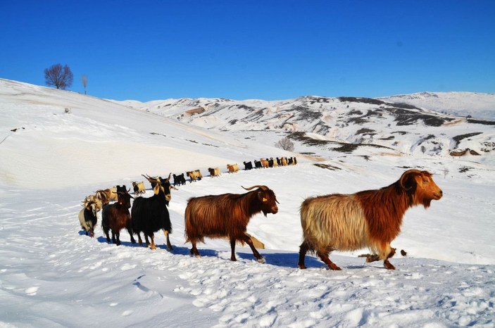 Muş'ta, koyunların zorlu kar yolculuğu -9