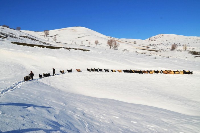 Muş'ta, koyunların zorlu kar yolculuğu -2
