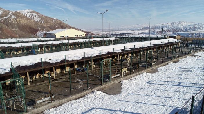 Sivas'ta 6 ayda 40 yasaklı ırk teslim edildi -9
