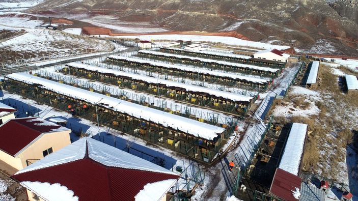 Sivas'ta 6 ayda 40 yasaklı ırk teslim edildi -8