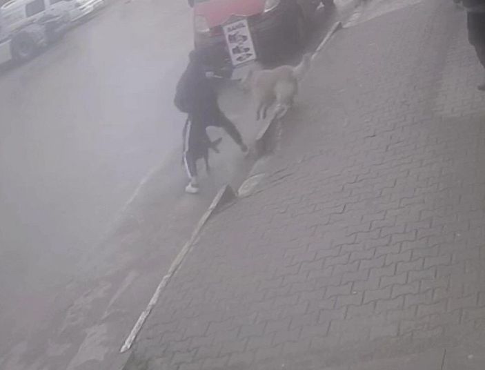 Köpeğine saldıran sokak köpeğini bıçakladı; o anlar kamerada  -5