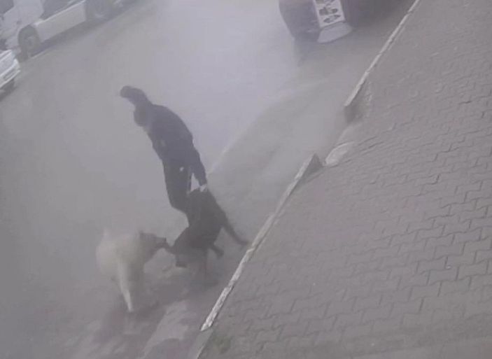 Köpeğine saldıran sokak köpeğini bıçakladı; o anlar kamerada  -3