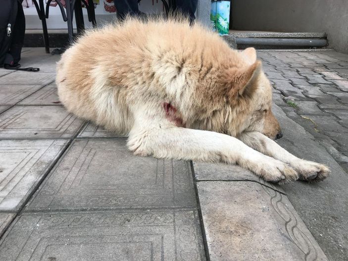 d Köpeğine saldıran sokak köpeğini bıçakladı; o anlar kamerada -10