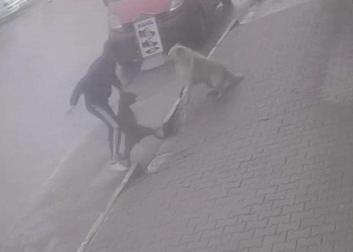 Köpeğine saldıran sokak köpeğini bıçakladı; o anlar kamerada  -8