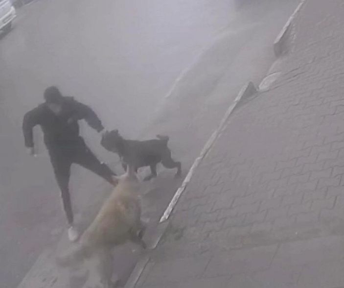 Köpeğine saldıran sokak köpeğini bıçakladı; o anlar kamerada  -1