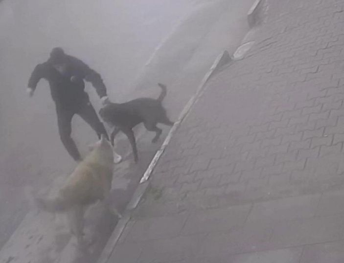 Köpeğine saldıran sokak köpeğini bıçakladı; o anlar kamerada  -2