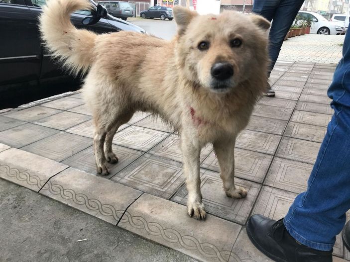 Köpeğine saldıran sokak köpeğini bıçakladı; o anlar kamerada  -9