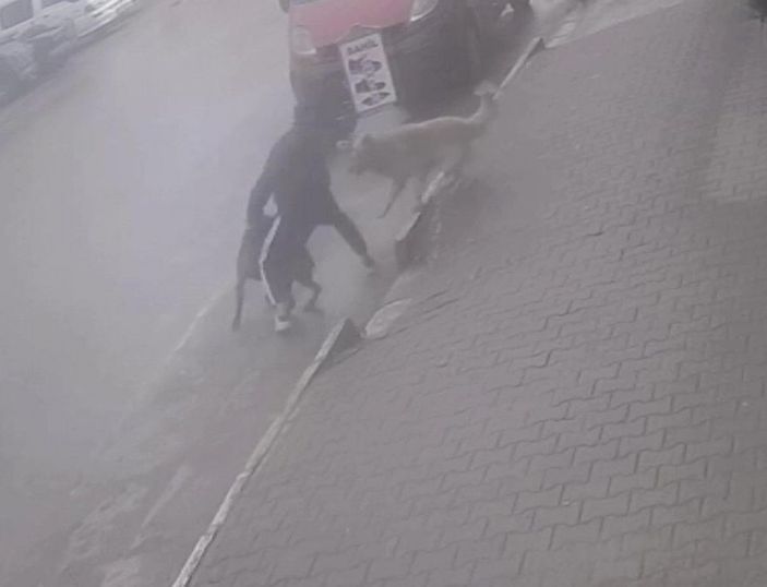 Köpeğine saldıran sokak köpeğini bıçakladı; o anlar kamerada  -6