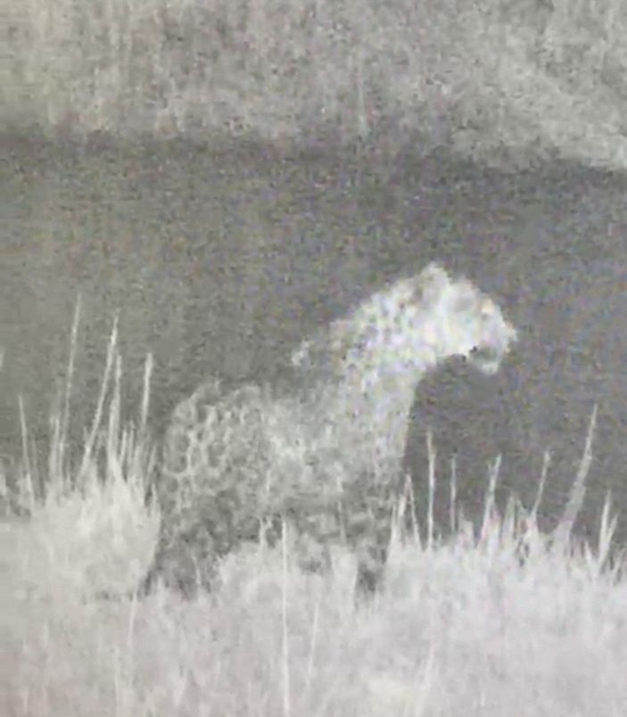 Iğdır'da yine leopar görüntülendi -1