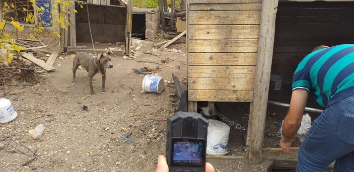 Yasaklı köpek sahiplenen ve ticaretini yapan 6 kişiye 240 bin TL ceza -1