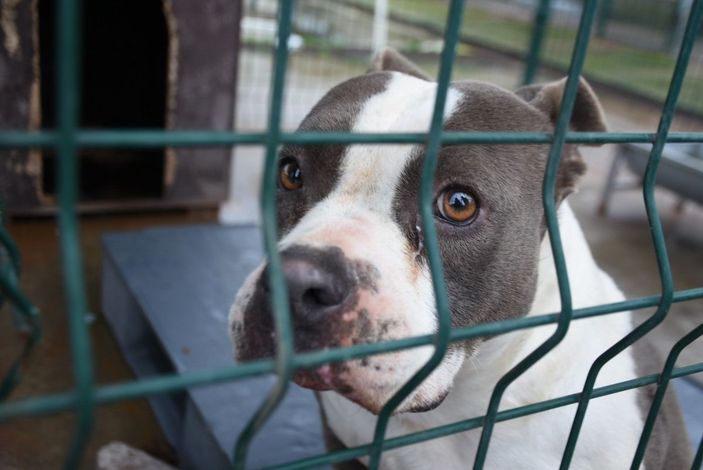 Edirne'de 'yasaklı ırk' köpekler için barınakta yer kalmadı -1