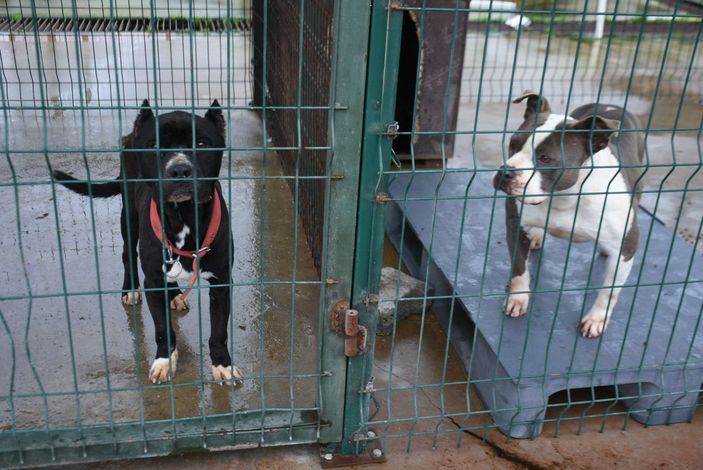 Edirne'de 'yasaklı ırk' köpekler için barınakta yer kalmadı -2