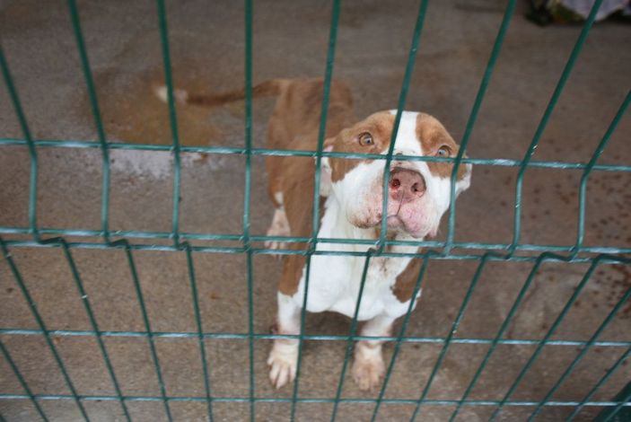 Edirne'de 'yasaklı ırk' köpekler için barınakta yer kalmadı -3