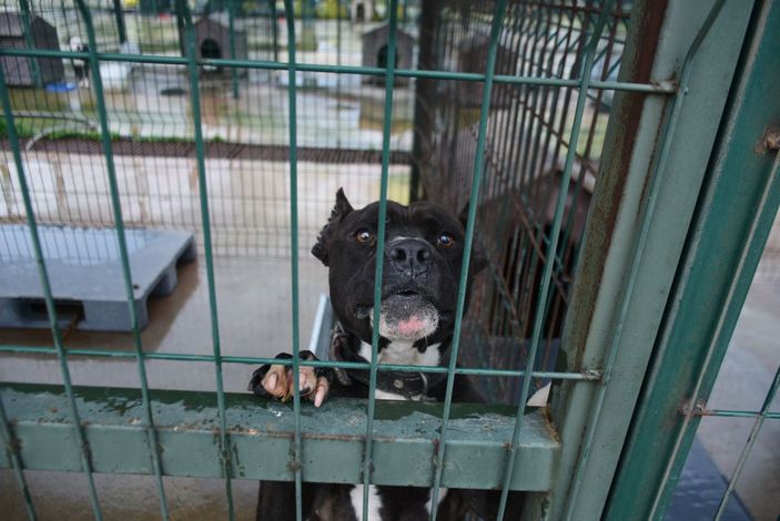 Edirne'de 'yasaklı ırk' köpekler için barınakta yer kalmadı -6