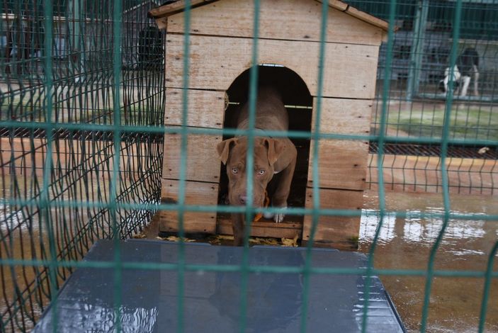 Edirne'de 'yasaklı ırk' köpekler için barınakta yer kalmadı -5