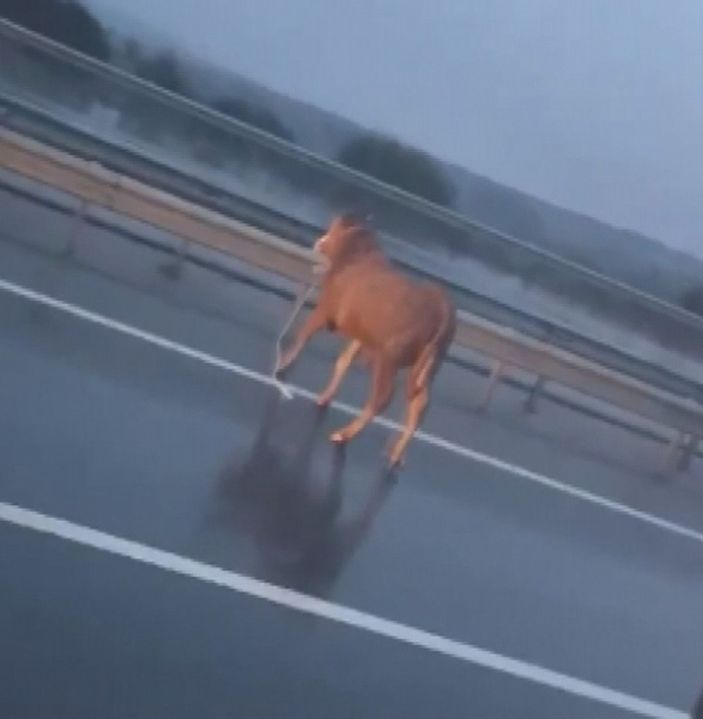 Otoyolda koşan atı gören sürücü hem görüntüledi hem anlattı -3