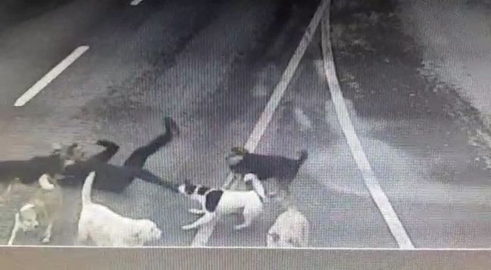 Bakırköy’de iş adamına 6 köpeğin saldırdığı anlar kamerada -3