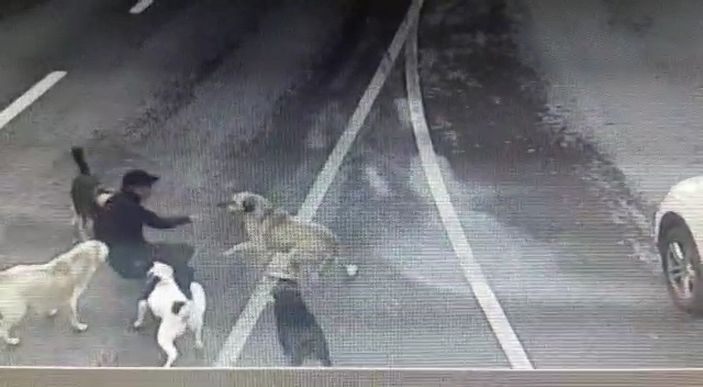 Bakırköy’de iş adamına 6 köpeğin saldırdığı anlar kamerada -2