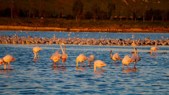 İstanbul’da göç etmeyen flamingolar kışın görüntülendi -3