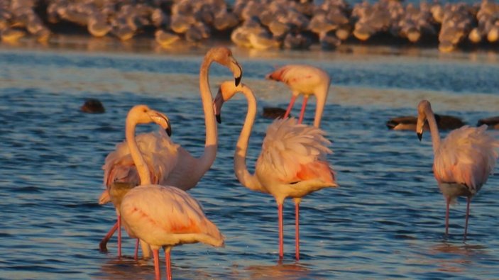 İstanbul’da göç etmeyen flamingolar kışın görüntülendi -5