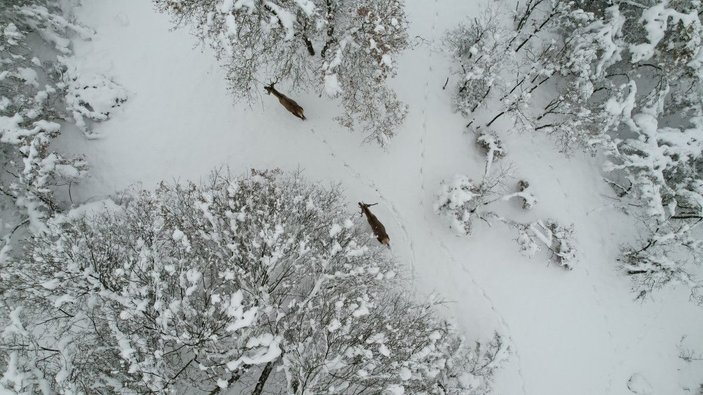Kampüsteki kızıl geyikler beyaz örtüde;  o anlar dronla görüntülendi -10