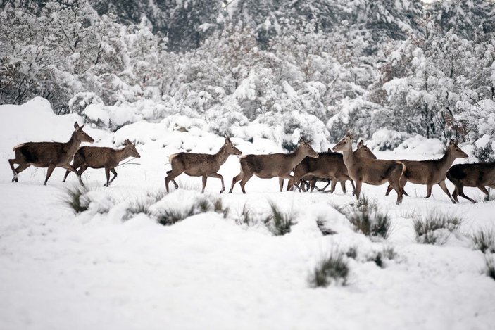 Kampüsteki kızıl geyikler beyaz örtüde;  o anlar dronla görüntülendi -6