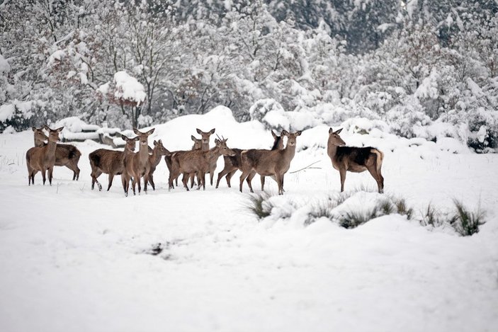 Kampüsteki kızıl geyikler beyaz örtüde;  o anlar dronla görüntülendi -3