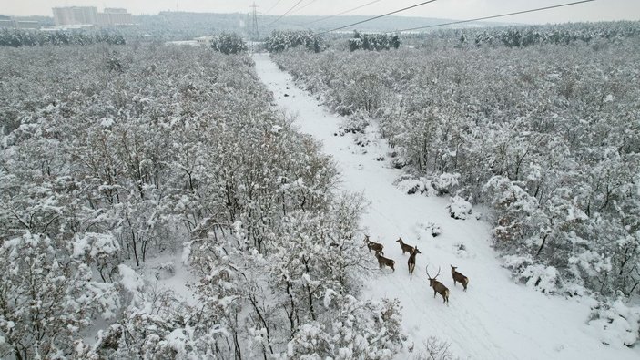 Kampüsteki kızıl geyikler beyaz örtüde;  o anlar dronla görüntülendi -2