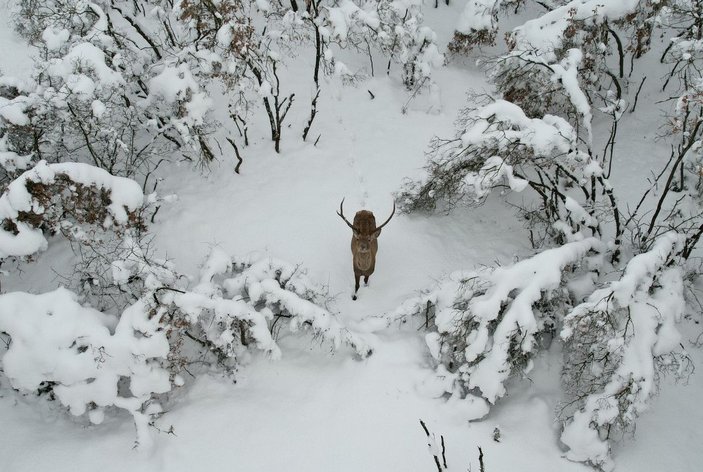 Kampüsteki kızıl geyikler beyaz örtüde;  o anlar dronla görüntülendi -1