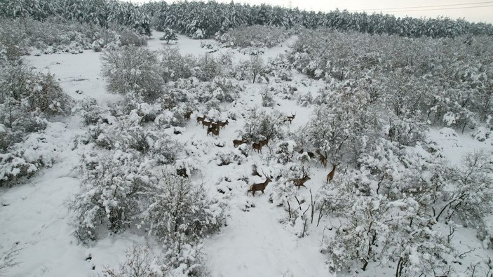 Kampüsteki kızıl geyikler beyaz örtüde;  o anlar dronla görüntülendi -8