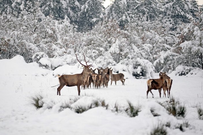 Kampüsteki kızıl geyikler beyaz örtüde;  o anlar dronla görüntülendi -7