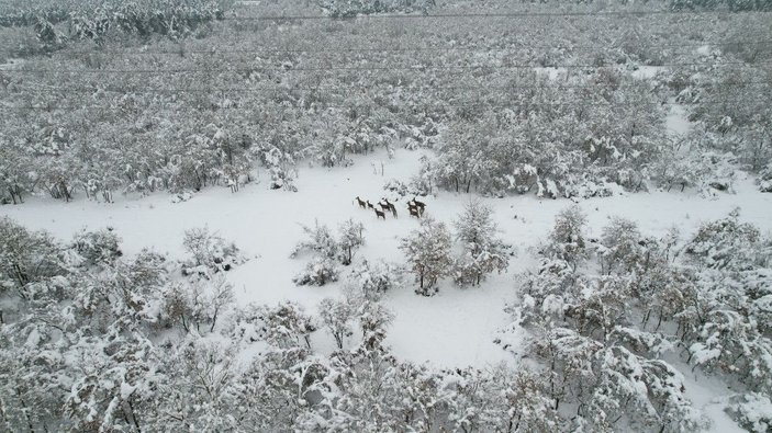 Kampüsteki kızıl geyikler beyaz örtüde;  o anlar dronla görüntülendi -9