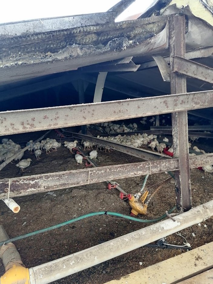 Sakarya'da çiftliğin çatısı çöktü; 25 bin tavuk öldü -1