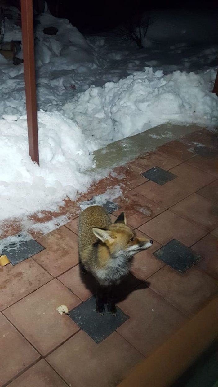Evlerinin önüne gelen tilkiyi beslediler; o anlar kamerada -2