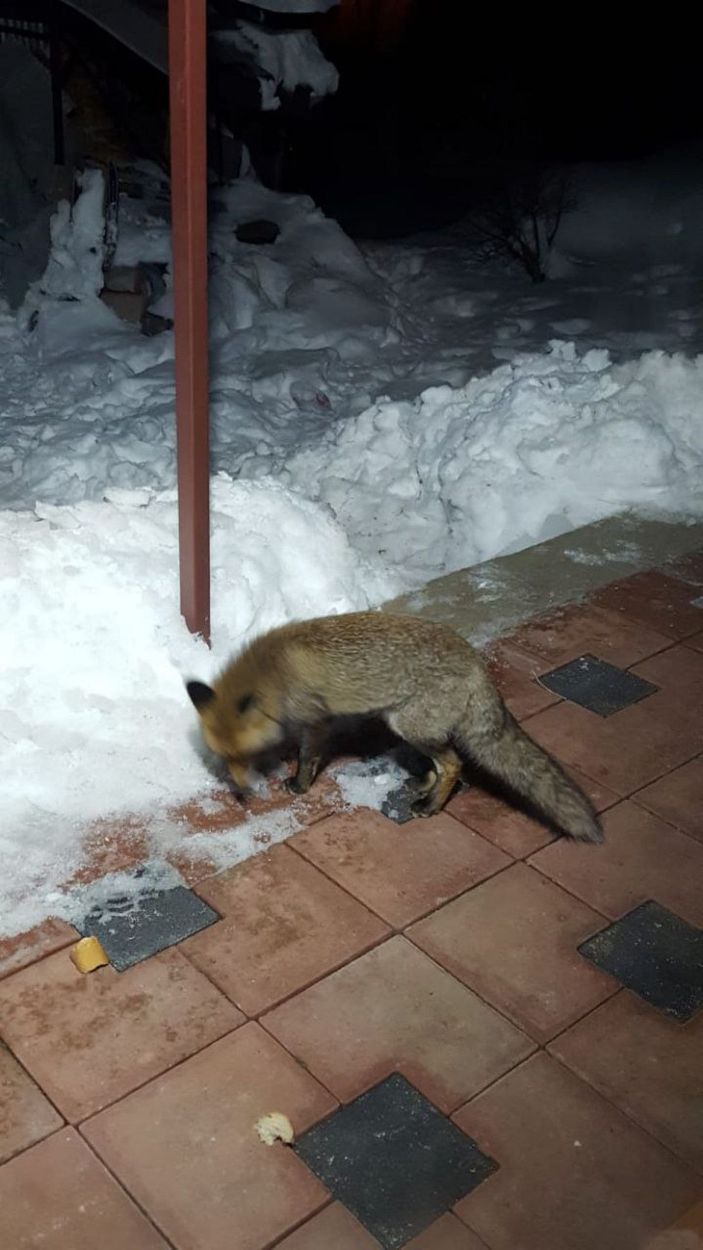 Evlerinin önüne gelen tilkiyi beslediler; o anlar kamerada -4