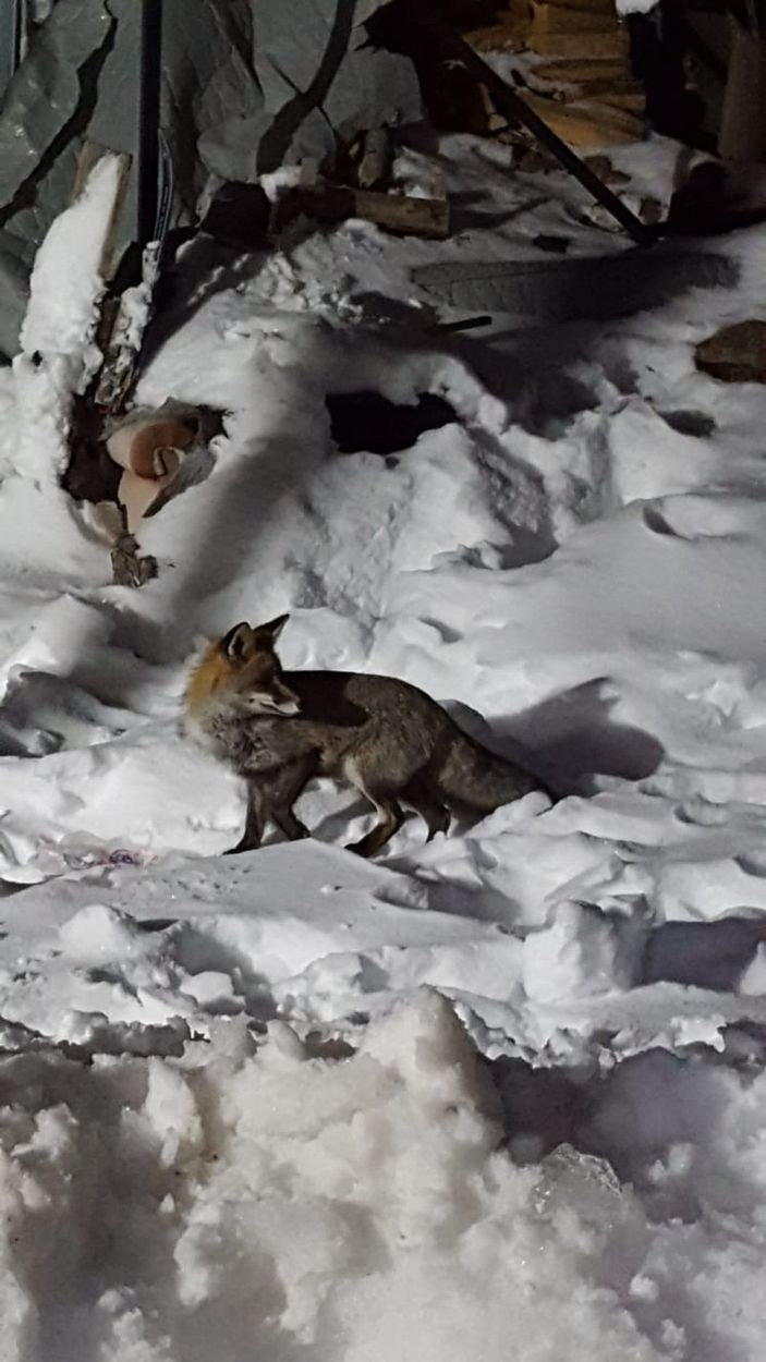 Evlerinin önüne gelen tilkiyi beslediler; o anlar kamerada -3