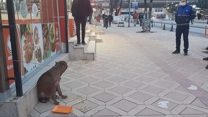 Yasaklı cins köpek barınağa götürüldü -4