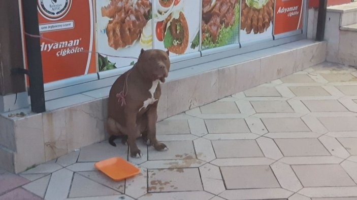 Yasaklı cins köpek barınağa götürüldü -5