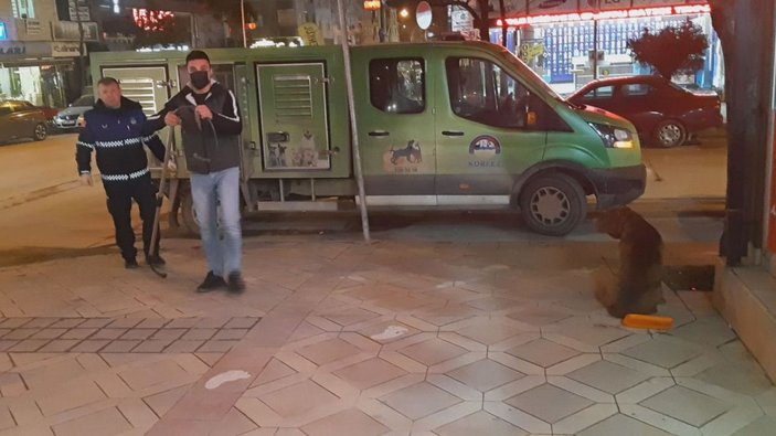 Yasaklı cins köpek barınağa götürüldü -3