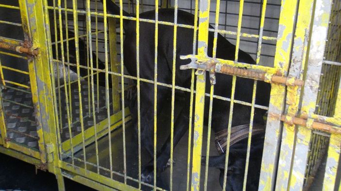 Esnaf, sokağa bırakılan pitbullu yakalayıp, polise teslim etti -5