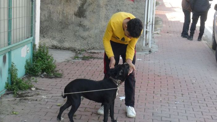 Esnaf, sokağa bırakılan pitbullu yakalayıp, polise teslim etti -4