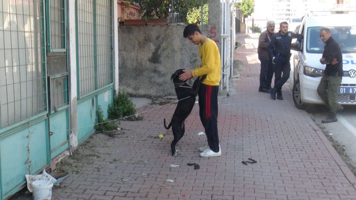 Esnaf, sokağa bırakılan pitbullu yakalayıp, polise teslim etti -3
