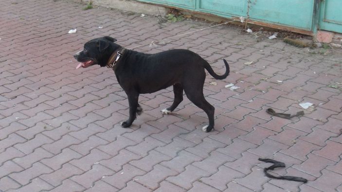 Esnaf, sokağa bırakılan pitbullu yakalayıp, polise teslim etti -7